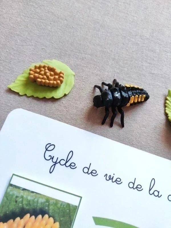 Kit ciclo de vida de una mariquita Montessori – photo 4